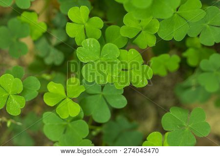 Marsilea Crenata Is A Fern Species In Nature.