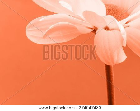 Coral Color Background . Coral Color Backdrop For Your Design. Trendy Color Concept Of The Year 2019