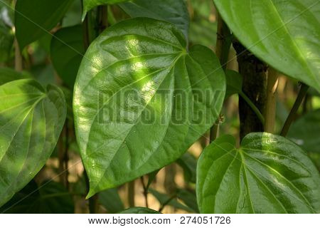 Beautiful Green Betel Leaves Or Leaf ( Piper Betle ) Also Known As Pan, Paan Vines Growing In A Farm