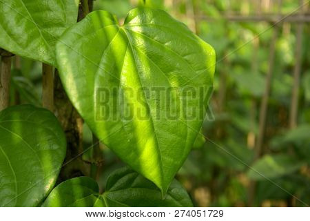 Beautiful Green Betel Leaves Or Leaf ( Piper Betle ) Also Known As Pan, Paan Vines Growing In A Farm