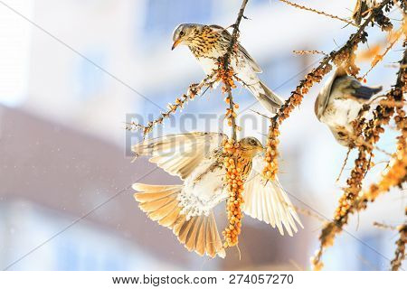 Beautiful Birds Eat Sea Buckthorn In Winter