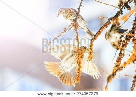 Beautiful Birds In A Sunny, Frosty Day Eat Sea Buckthorn