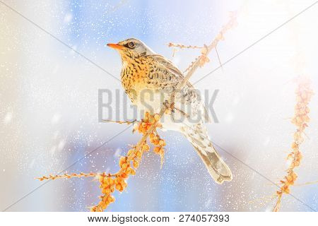 Thrush On A Winter Snowy Morning Sits On Yellow Berries