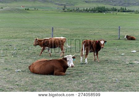 Cows In A Pasture In The Ulagansky District Of The Altai Republic