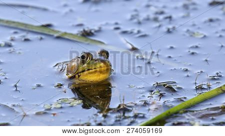 Green Frog In Local Marsh Sitting Still