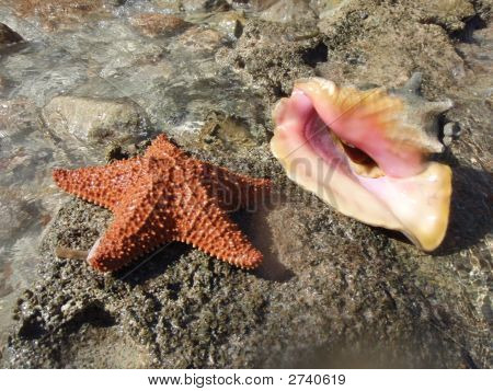 Starfish & Conch Shell On Beach