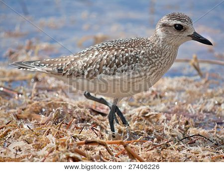 Charadrius