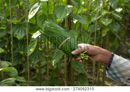 A Hand Holding A Bunch Of Betel Leaves, Piper Betle Also Known As Betel Quid Or Pan, Paan In India I
