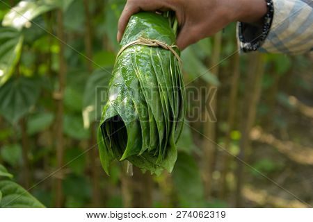 A Hand Holding A Bunch Of Betel Leaves, Piper Betle Also Known As Betel Quid Or Pan, Paan In India I