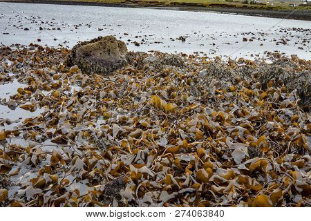 Seaweed At The Coastline Of North West Skye By Kilmuir - Scotland, United Kingdom