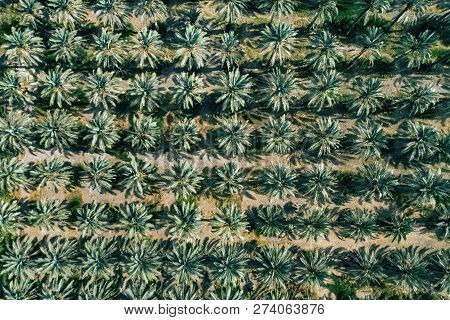 Plantation Of Date Palms Top View, Aerial View.. Date Palms Have An Important Place In Advanced Dese