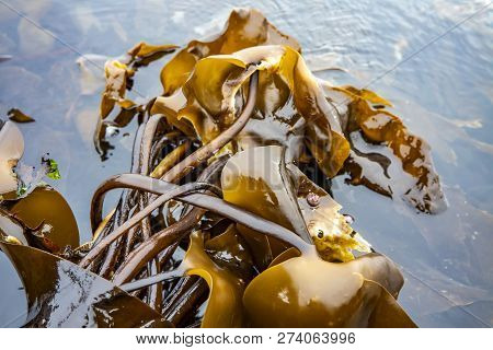 Seaweed At The Coastline Of North West Skye By Kilmuir - Scotland, United Kingdom