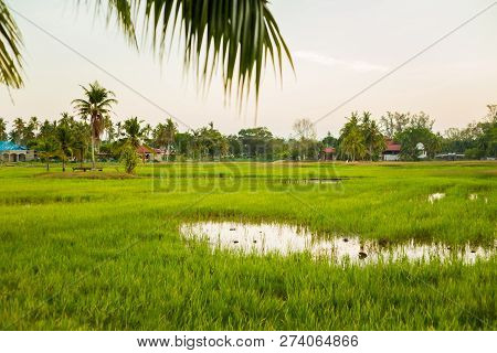 Rice Field On Langkawi Island