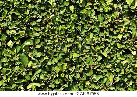 Green Banyan Leaves Fence Under Sunlight For Background