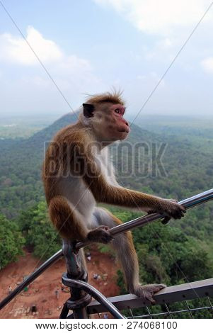 A Sitting Funny Toque Macaque, Sri Lanka