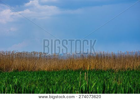 The Bautiful Meadow With Reeds On The Eber Lake