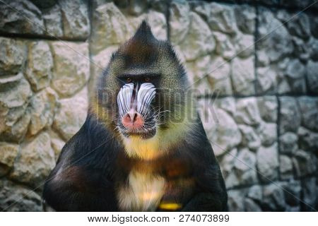 Mandrill Behind Glass At The Zoo