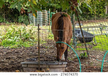 Big Brown Horse Drinking On A Farm