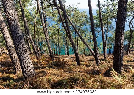 The Iroise Sea Behind The Maritime Pines On The Crozon Peninsula (finistere, France)