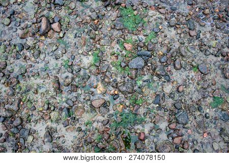 Sea Sand Texture Made Of Shell And Stone Pieces