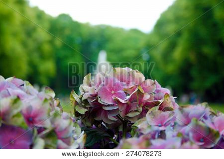 Pink Flowers In Summer Garden, St. Petersburg