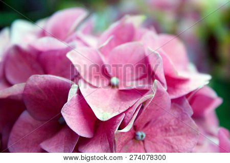 Pink Flowers In Summer Garden, St. Petersburg
