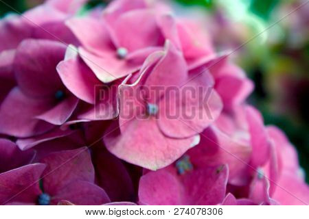 Pink Flowers In Summer Garden, St. Petersburg