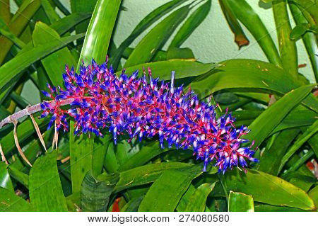 Aechmea Dichlamydea Red And Blue Flowers Var. Trinitensis