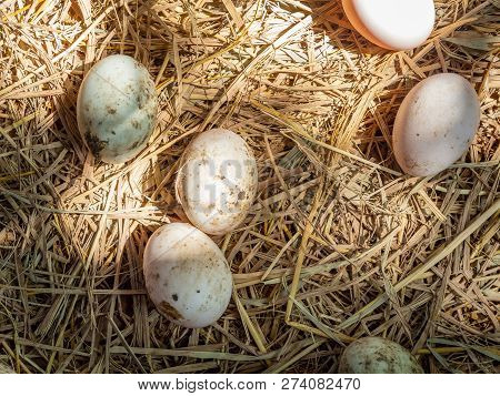 Duck Eggs On Hey In A Farm Or Organic Duck Eggs With Soil Stain On Hey.