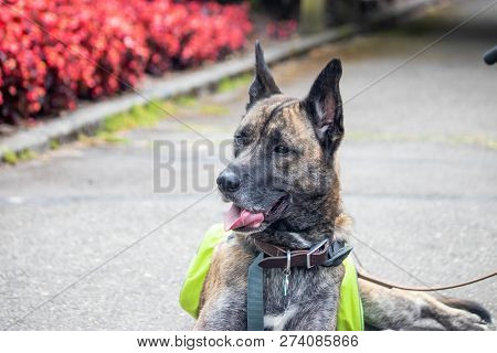 Headshot Of Large Dog Looking Off To The Left In A Flower Garden