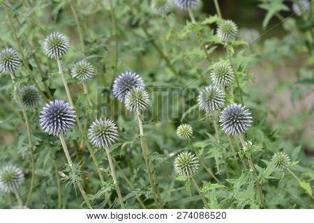 Southern Globethistle Flower Buds - Latin Name - Echinops Ritro