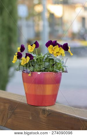 Beautiful Violet Flowers In A Orange Pot