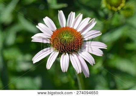 Pink Coneflower Rubinstern - Latin Name - Echinacea Purpurea Rubinstern