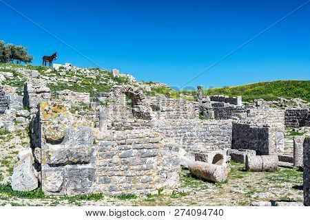 A Lone Donkey Overlooking The Ancient Roman Ruins Of Dougga, Tunisia