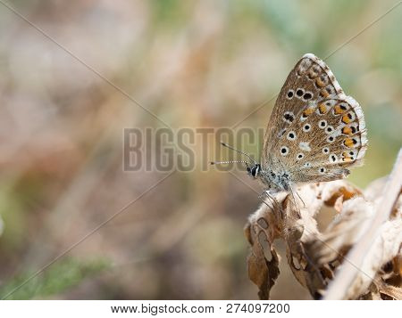 The Adonis Blue (polyommatus Bellargus) Butterfly In The Family Lycaenidae Sitting On A Plant
