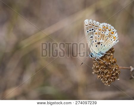 The Adonis Blue (polyommatus Bellargus) Butterfly In The Family Lycaenidae Sitting On A Plant