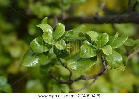 Karamu Leaves - Latin Name - Coprosma Robusta