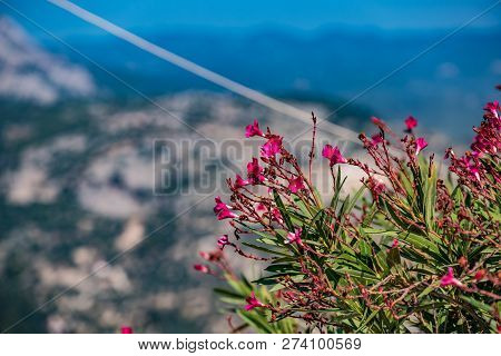 Flowers Crimson Against The Backdrop Of Mountains And Sky 2018