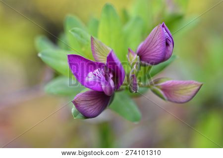 Myrtle-leaf Milkwort - Latin Name - Polygala Myrtifolia