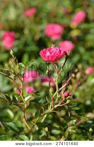 Lovely Fairy Shrub Rose - Latin Name - Rosa Polyantha Lovely Fairy