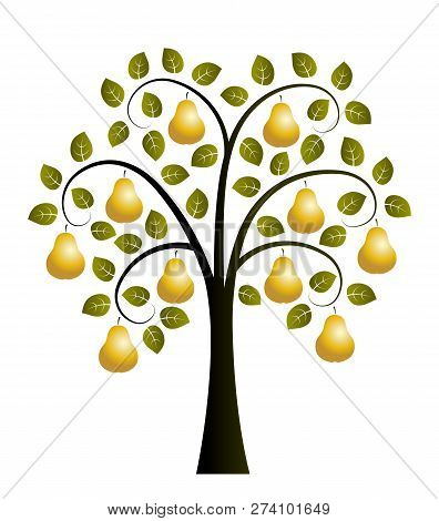 Vector Pear Tree With Golden Pears Isolated On White Background