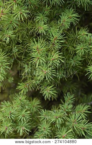 Dwarf Alberta Spruce - Latin Name - Picea Glauca Conica