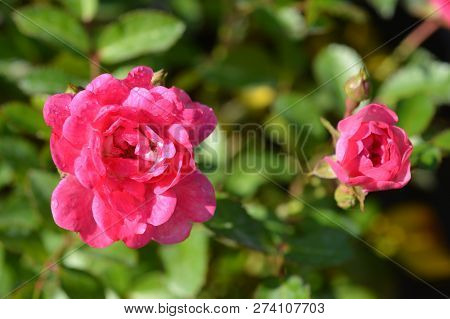 Lovely Fairy Shrub Rose - Latin Name - Rosa Polyantha Lovely Fairy