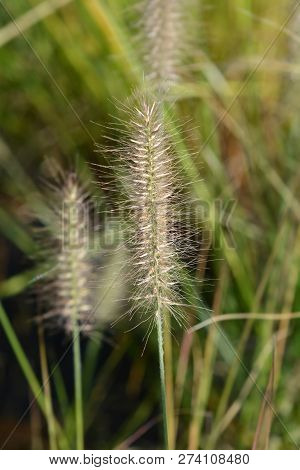 Chinese Fountain Grass Hameln - Latin Name - Pennisetum Alopecuroides Hameln