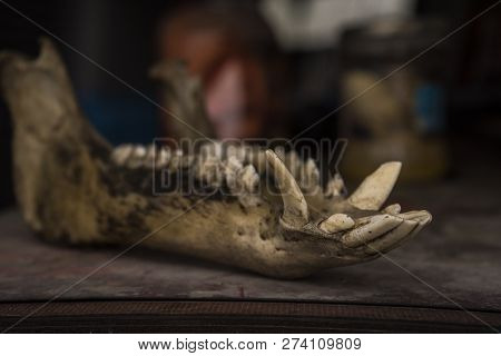 The Lower Part Of The Skull Of The Animal. Jaws With Teeth
