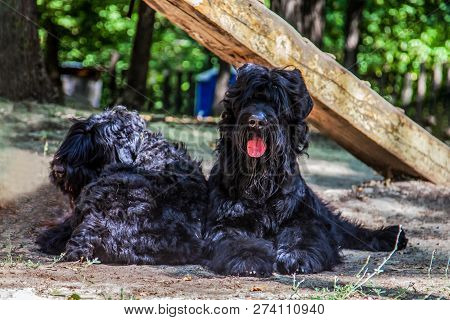 Two Big Dogs Of Russian Black Terrier Breed Lay On The Ground. Outdoors, Sunny Day, Dog Sport Ajilit