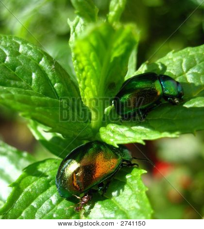 Escarabajos brillantes en las hojas de menta