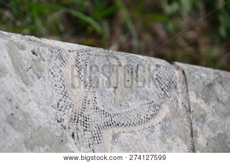 Perfectly Preserved Sea Creatures Fossilized In Stone