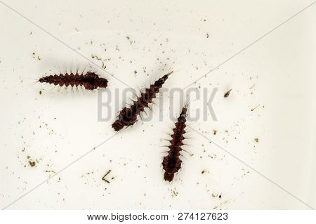 Three Specimens Of Mosquito Larvae Or Wrigglers Of The Species Called Toxorhynchites Speciosus, Whic
