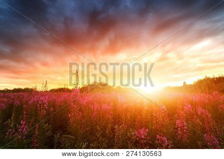 Pink Ivan-tea Or Epilobium Herbal Tea On Sunset Field, Close-up. Flowers Of Rosebay Willowherb In Th